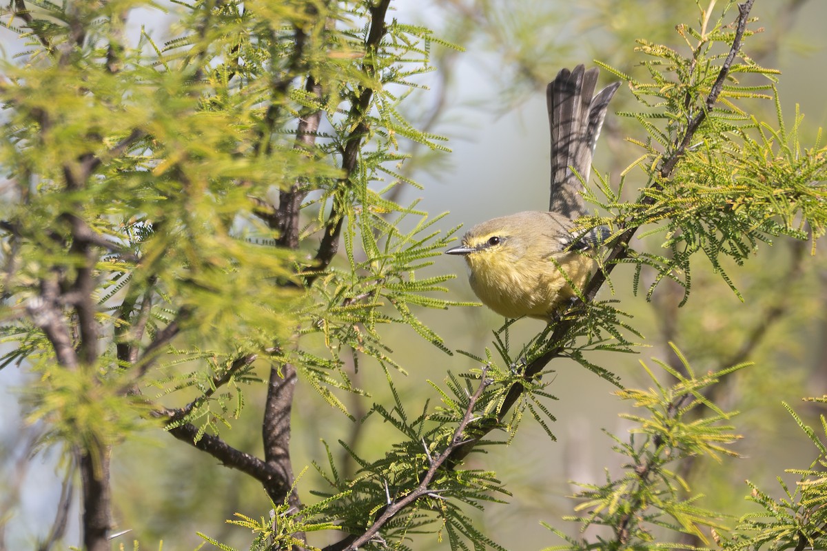 Greater Wagtail-Tyrant - ML659002200