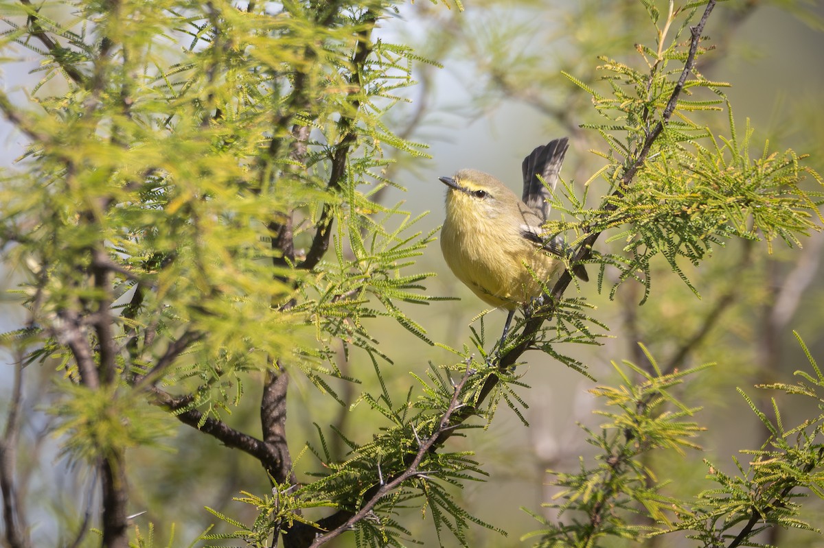 Greater Wagtail-Tyrant - ML659002201