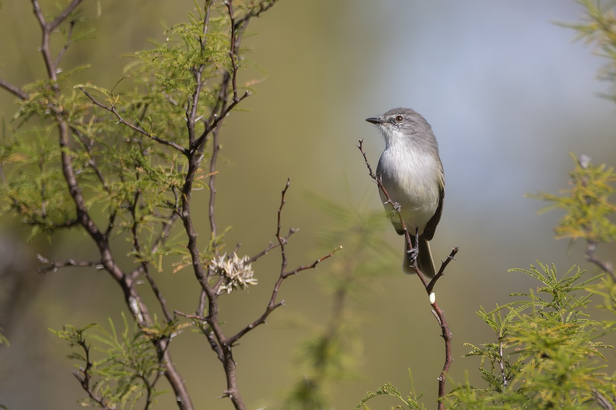 Suiriri Flycatcher - ML659002203