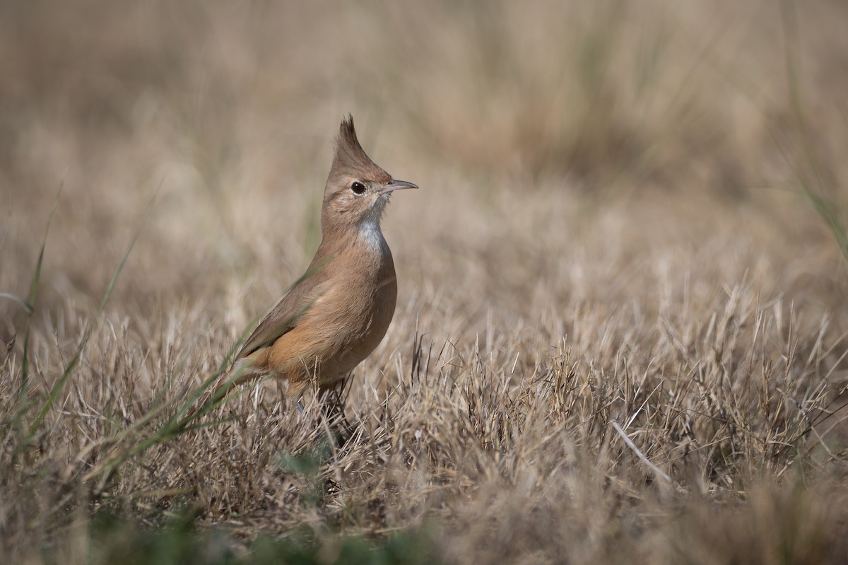 Crested Hornero - ML659002211