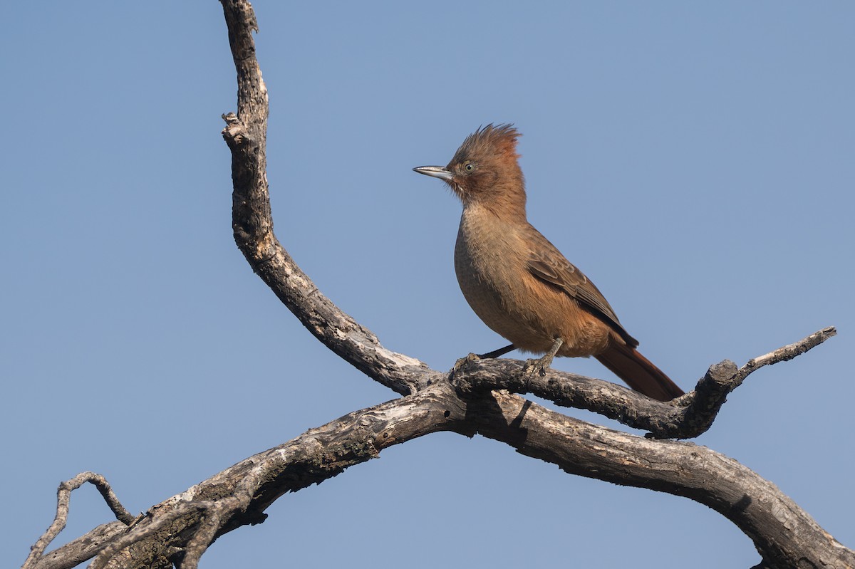 Brown Cacholote - ML659002230