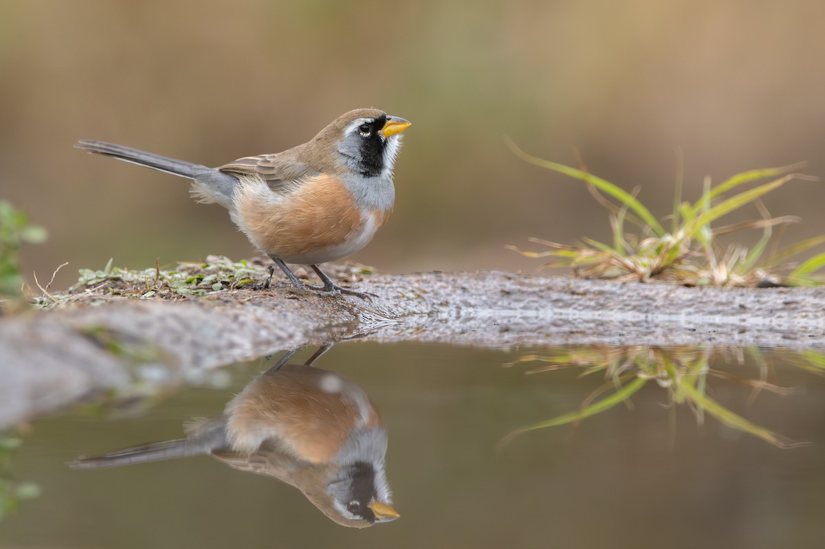 Many-colored Chaco Finch - ML659002469
