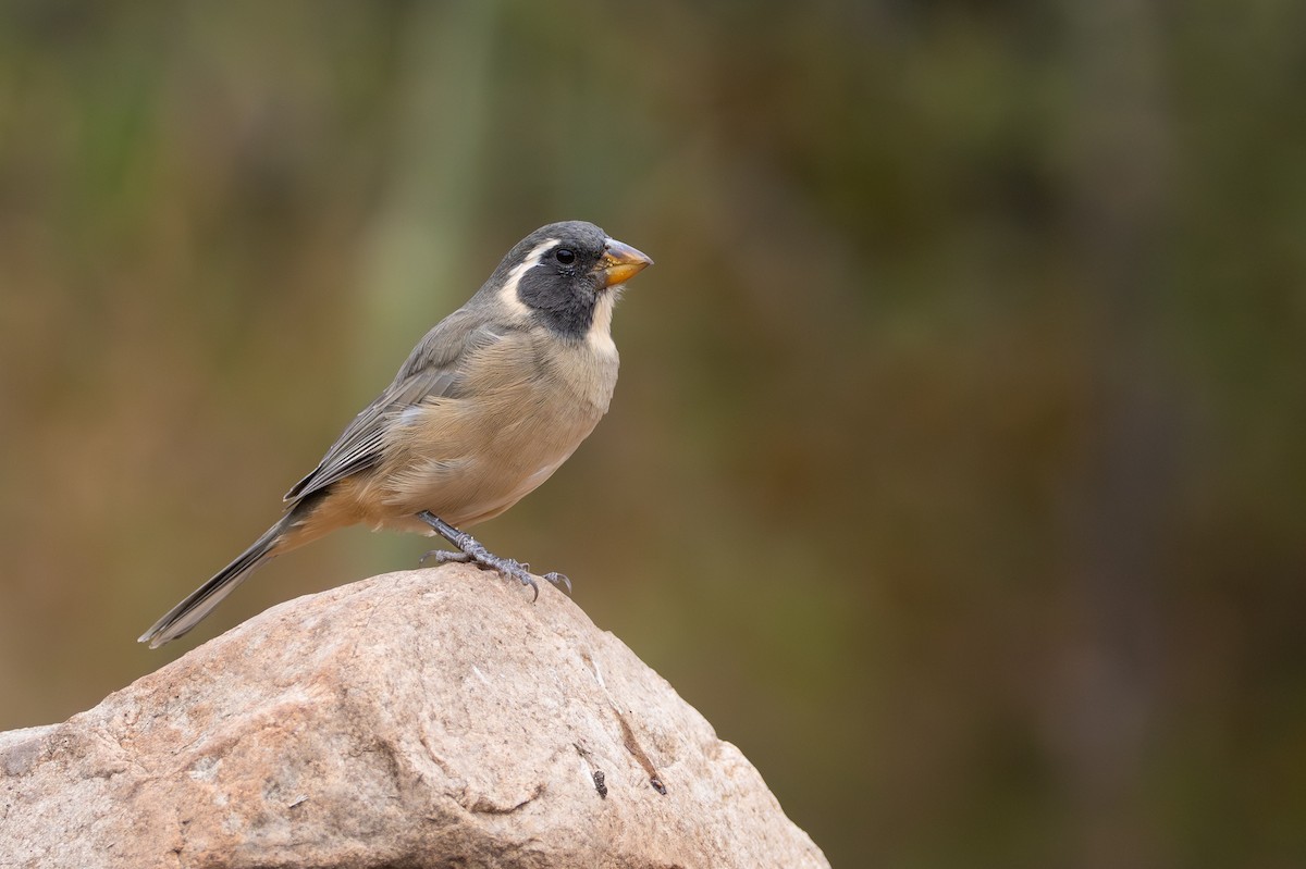 Golden-billed Saltator - ML659002488