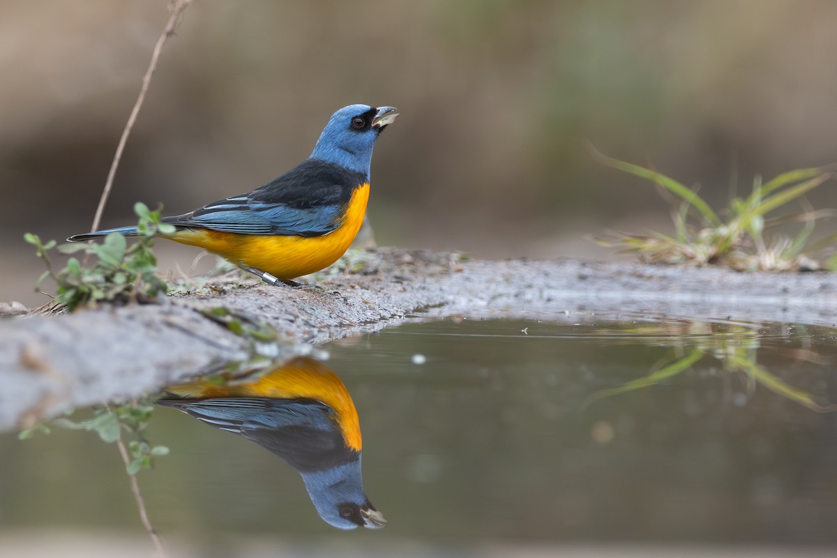 Blue-and-yellow Tanager - ML659002498