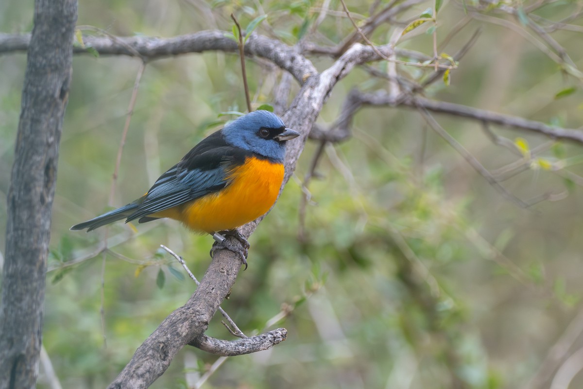 Blue-and-yellow Tanager - ML659002499