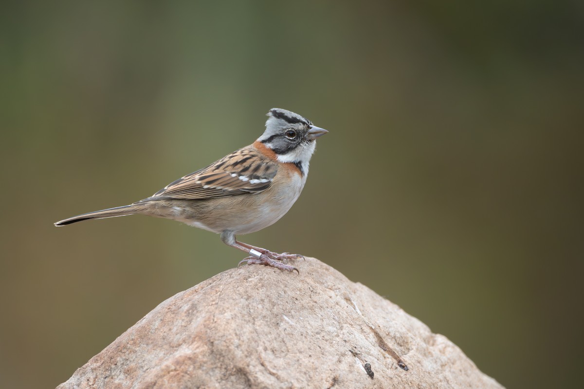 Rufous-collared Sparrow - ML659002507
