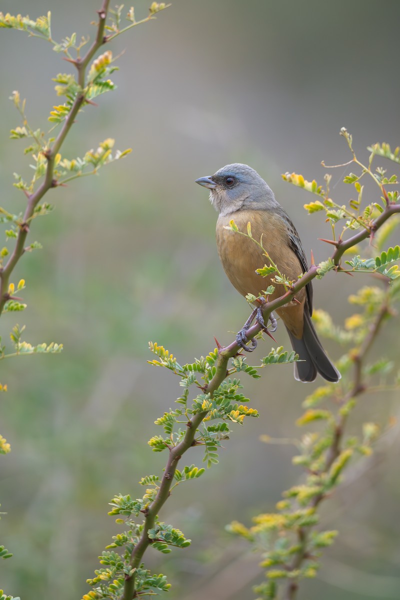 Blue-and-yellow Tanager - ML659002517