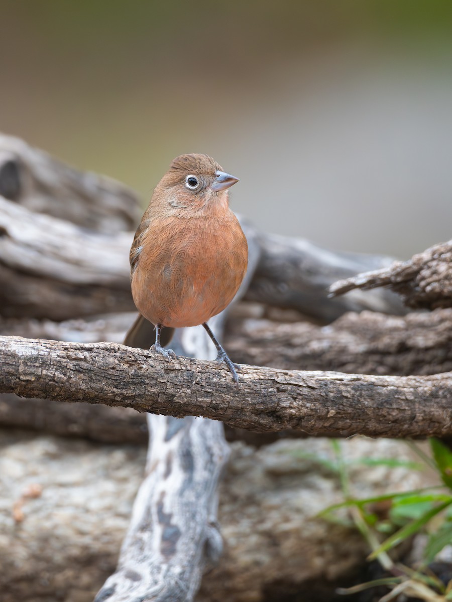 Red-crested Finch - ML659002524