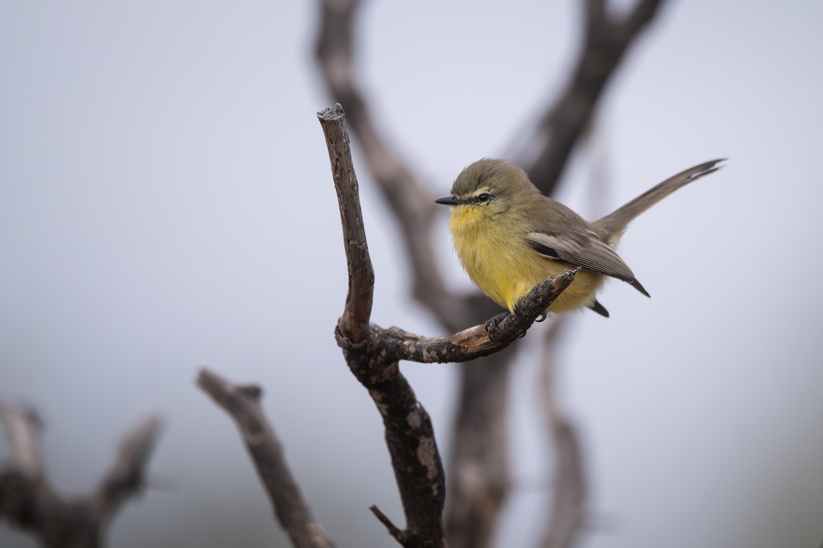 Greater Wagtail-Tyrant - ML659002605
