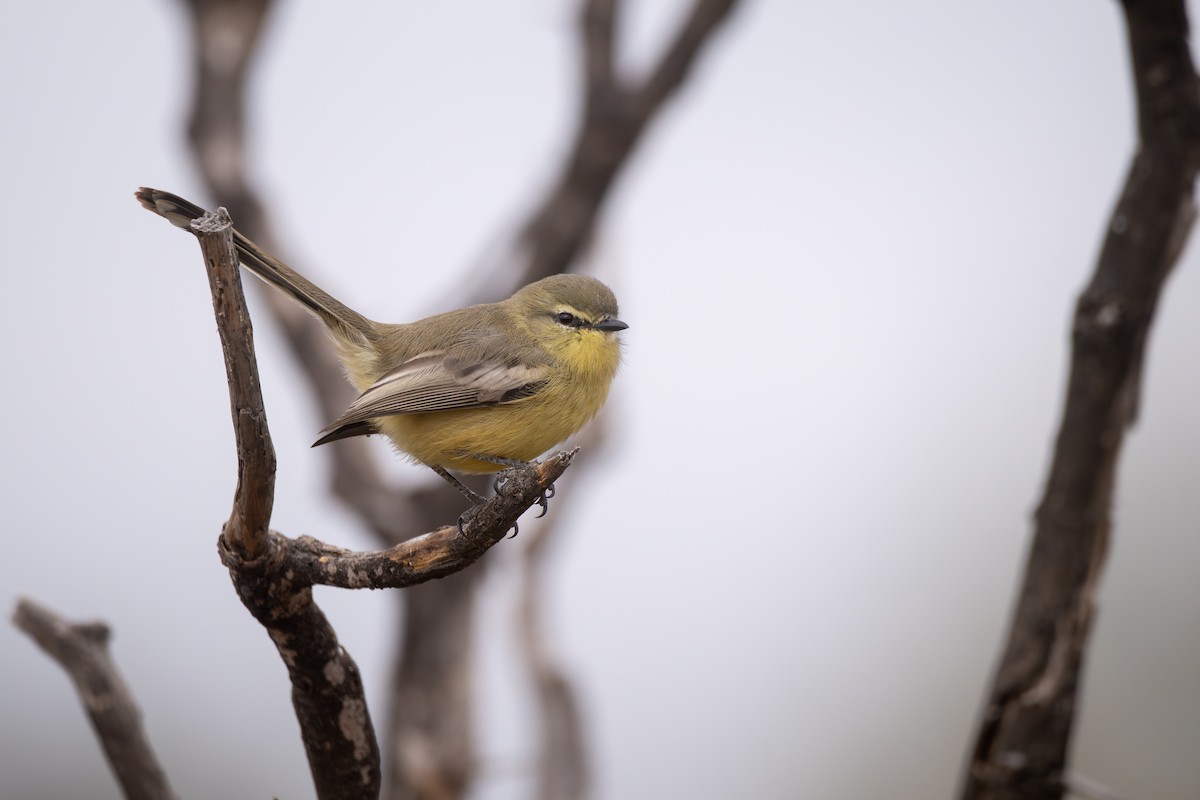Greater Wagtail-Tyrant - ML659002606