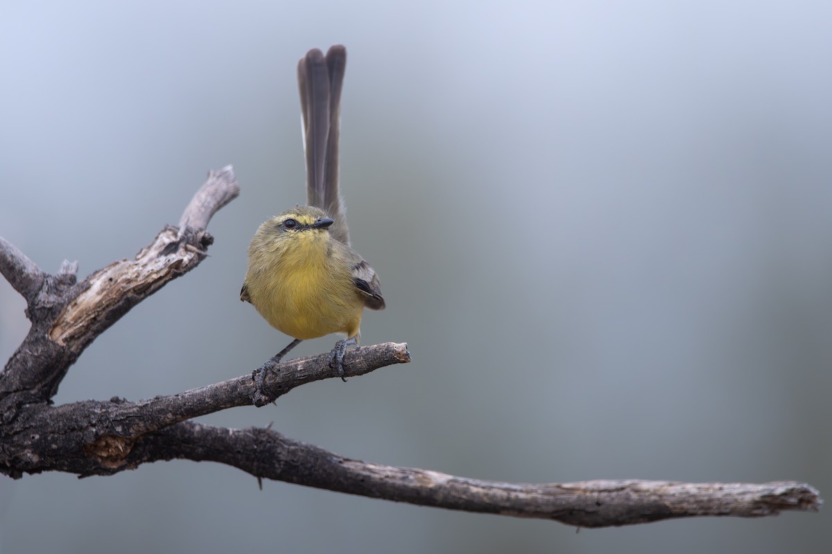 Greater Wagtail-Tyrant - ML659002607