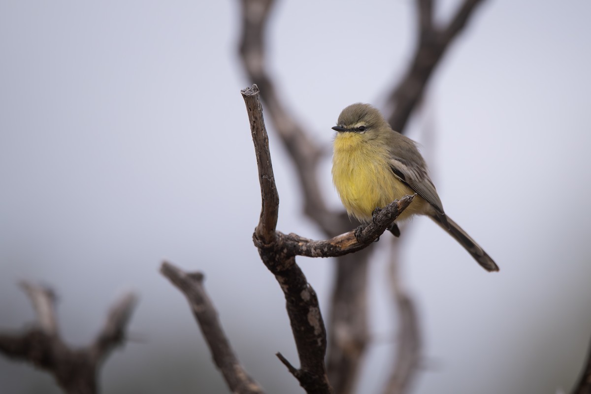 Greater Wagtail-Tyrant - ML659002608