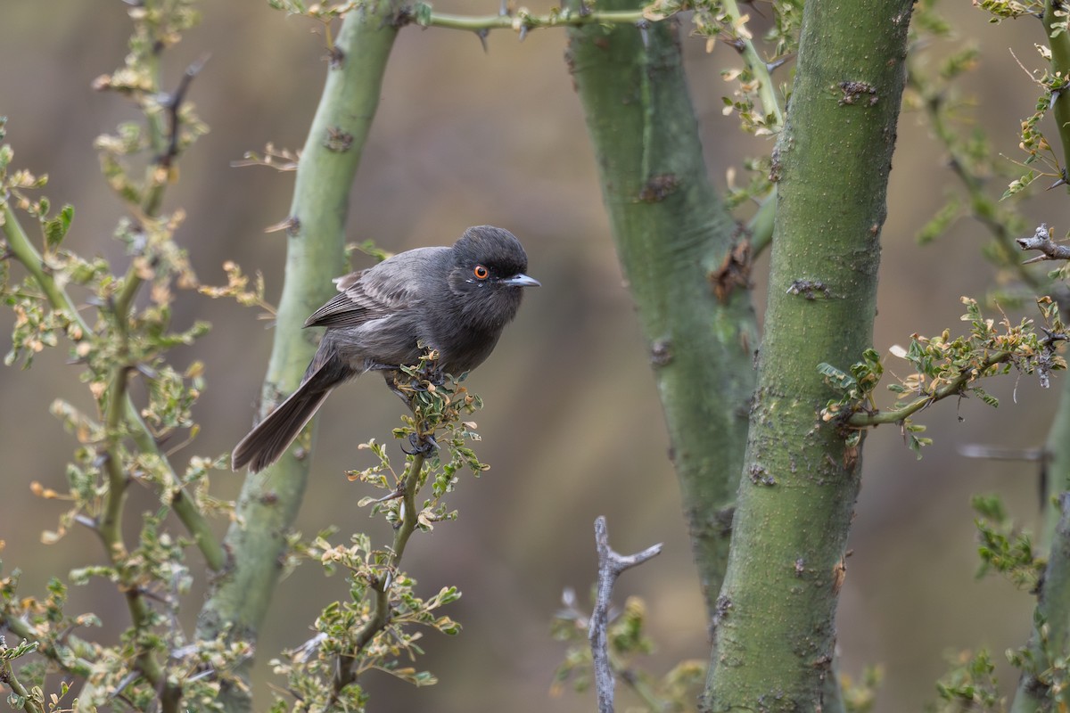 Cinereous Tyrant - ML659002615