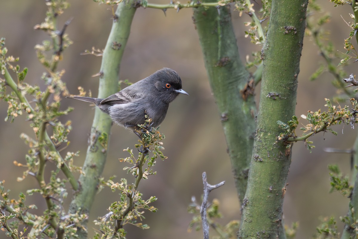 Cinereous Tyrant - ML659002616