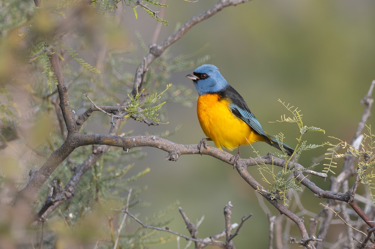 Blue-and-yellow Tanager - ML659002761