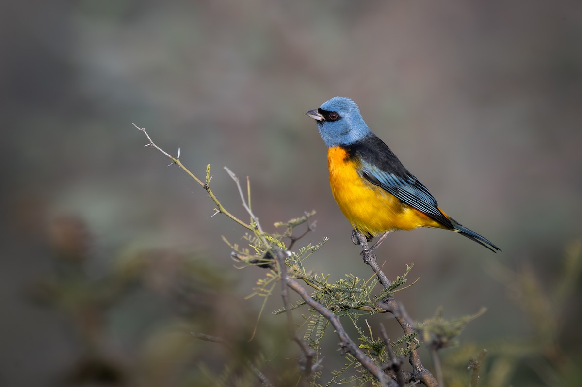 Blue-and-yellow Tanager - ML659002762