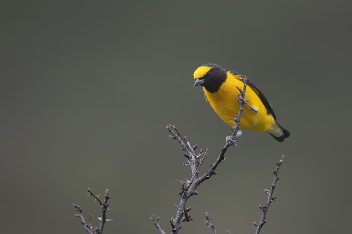 Purple-throated Euphonia - ML659002770