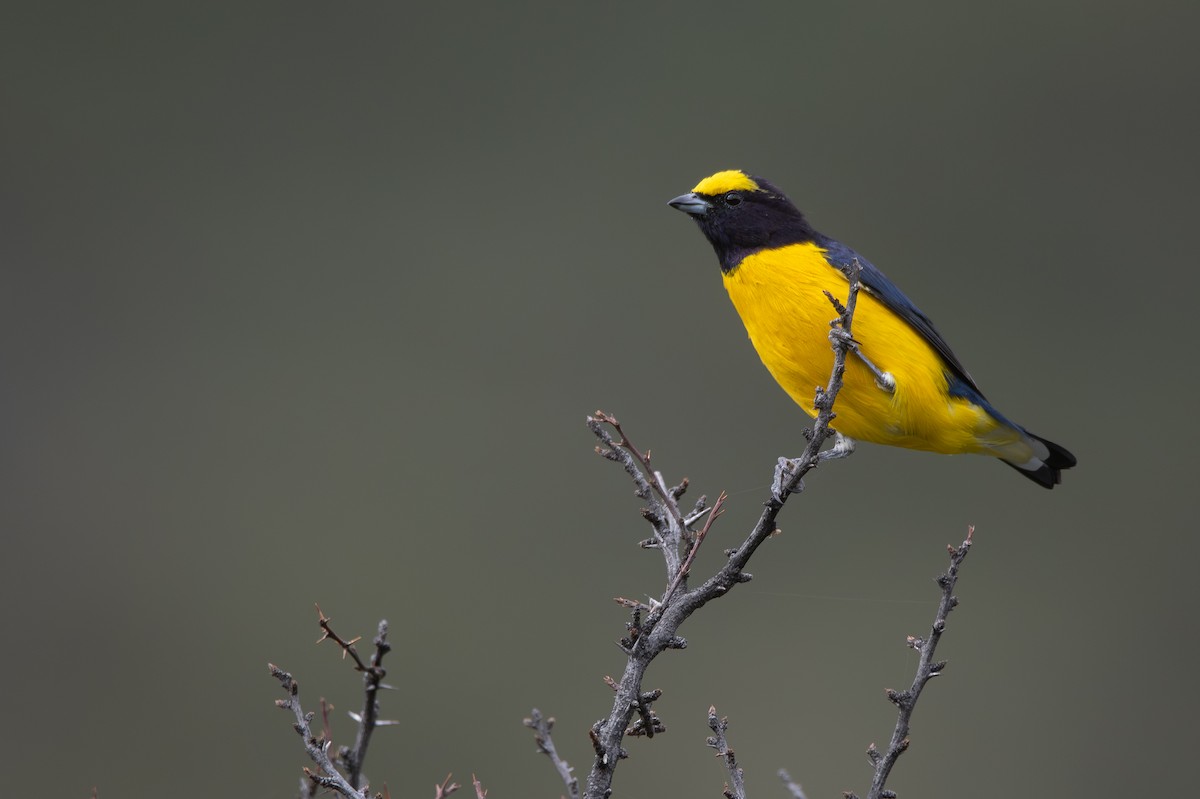 Purple-throated Euphonia - ML659002771