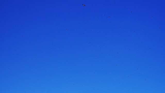 mursvale - ML659003878