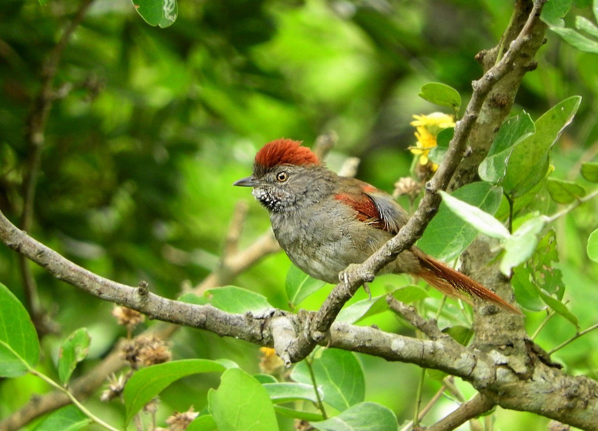 Sooty-fronted Spinetail - ML65900471