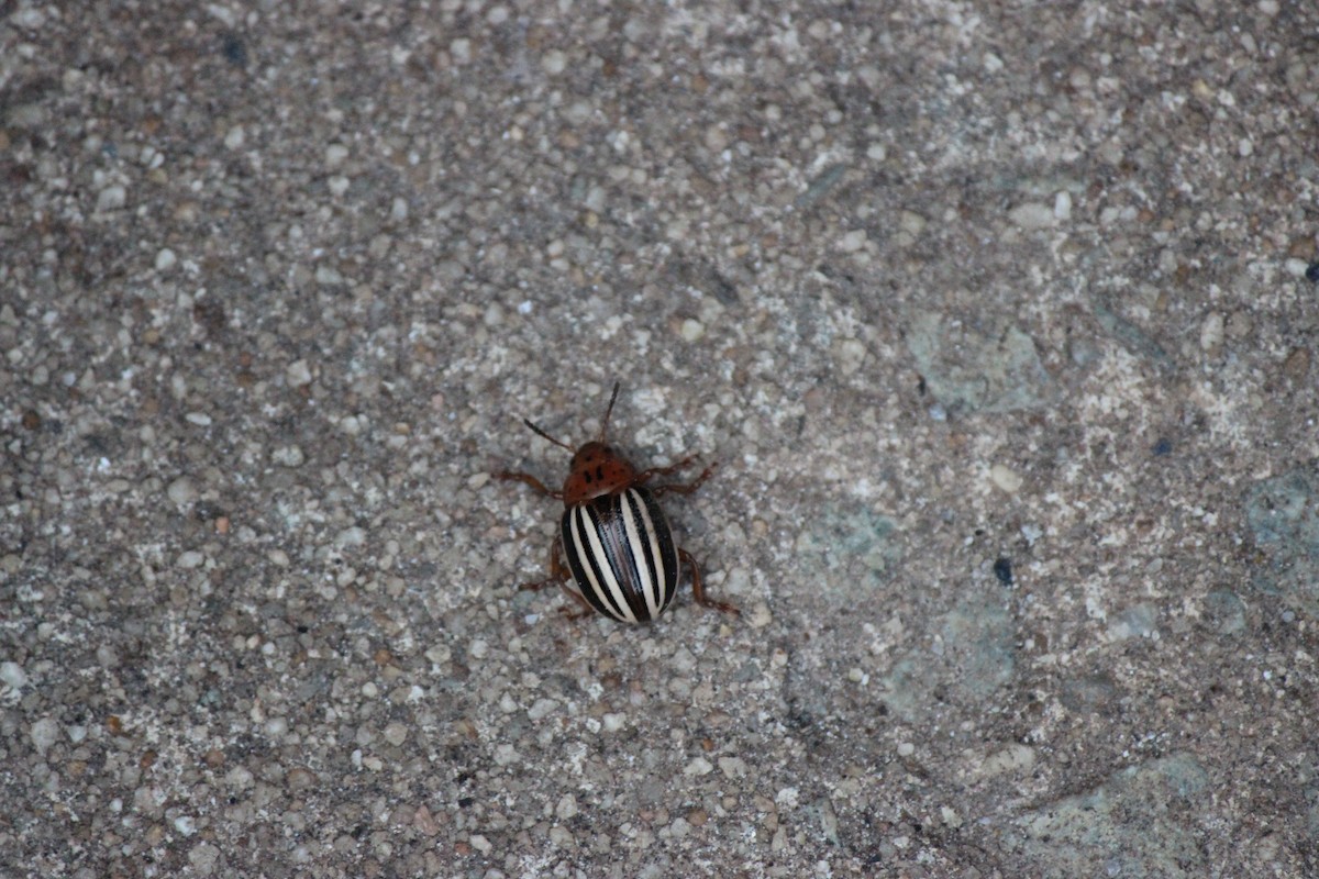 False Potato Beetle - ML659005026