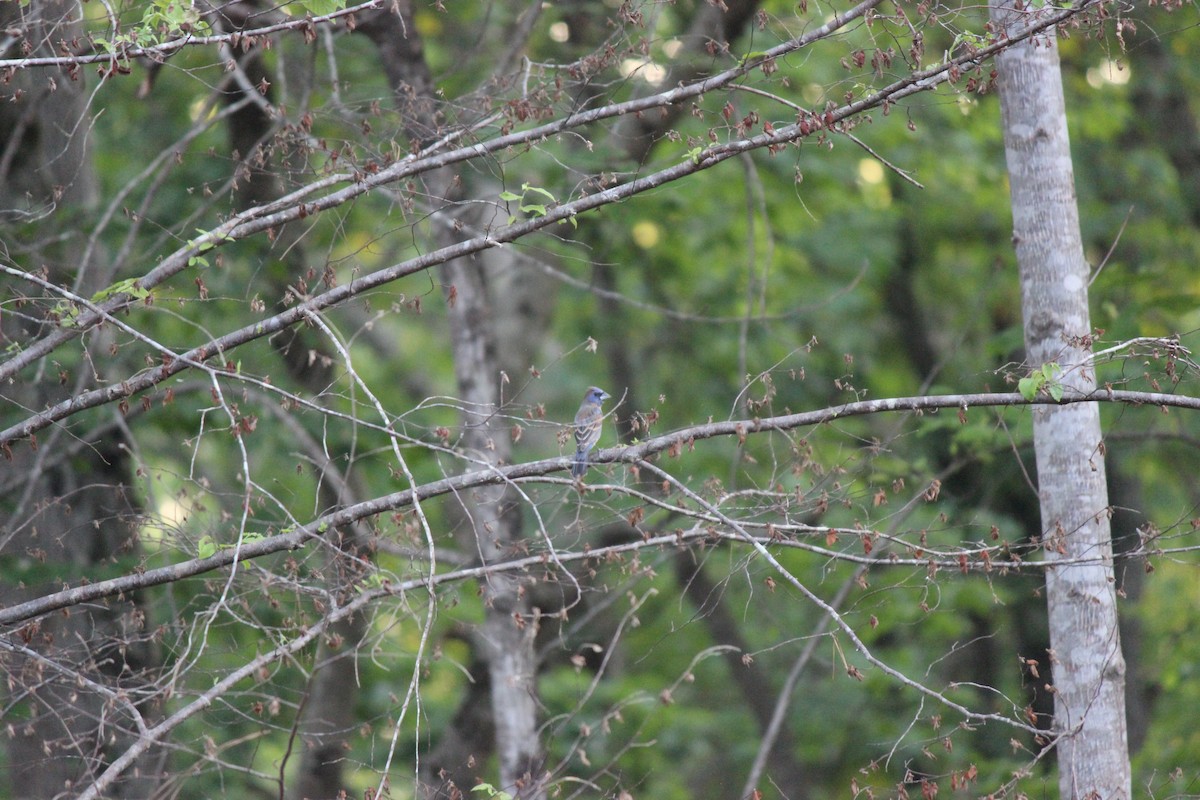 Blue Grosbeak - ML659005121
