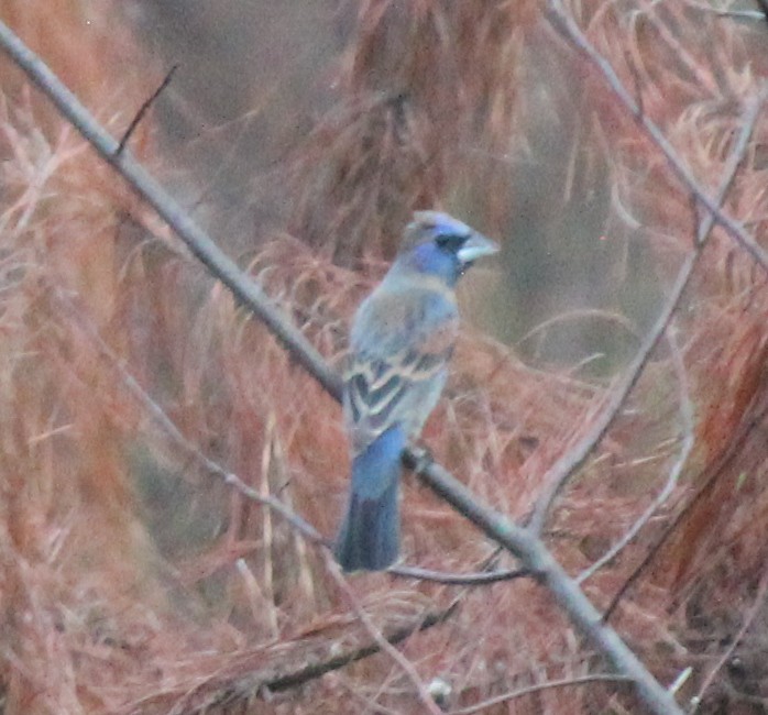Blue Grosbeak - ML659005193
