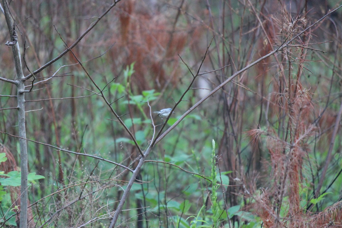 Blue-gray Gnatcatcher - ML659005233
