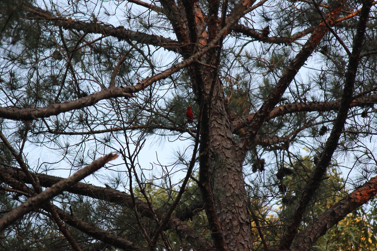 Summer Tanager - ML659005301