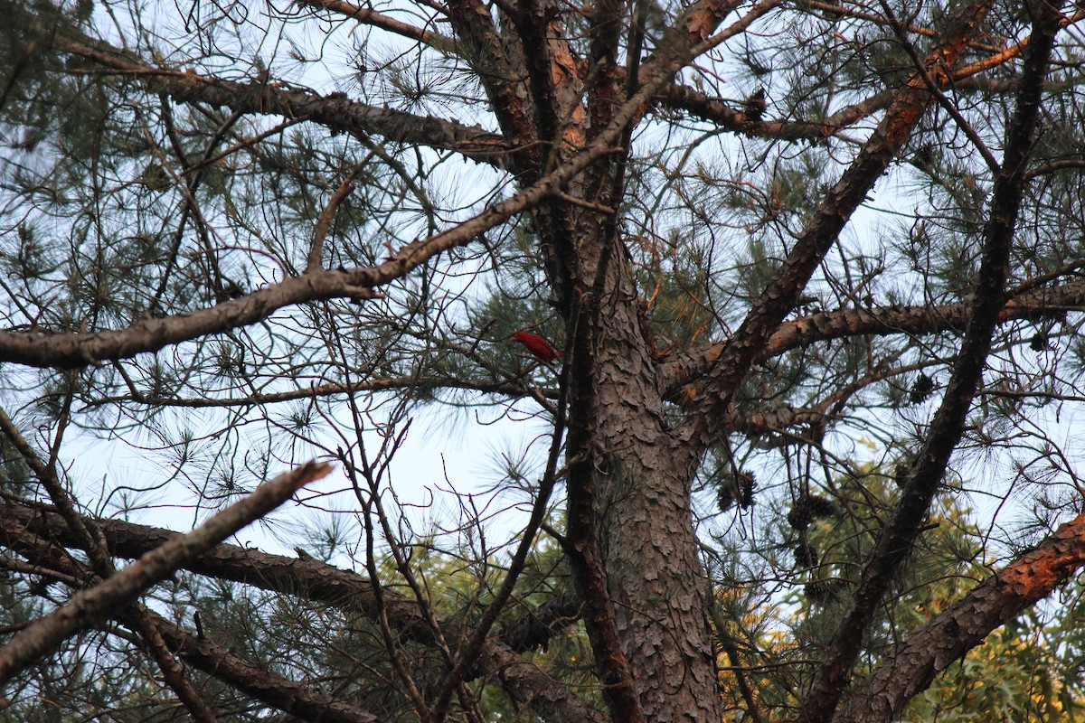 Summer Tanager - ML659005302