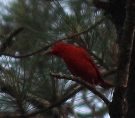 Summer Tanager - ML659005305