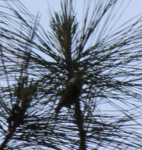 Brown-headed Nuthatch - ML659005360