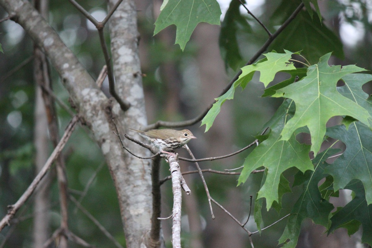 Ovenbird - ML659005516
