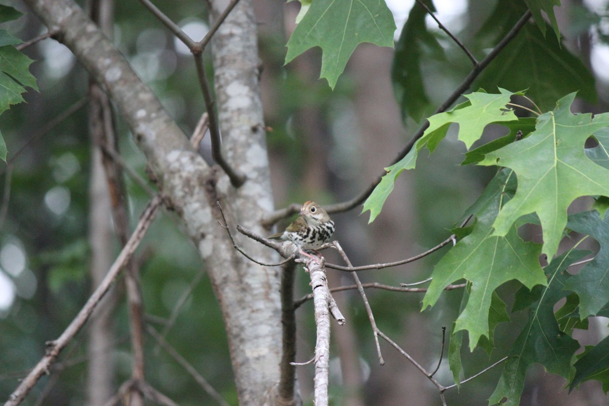 Ovenbird - ML659005519