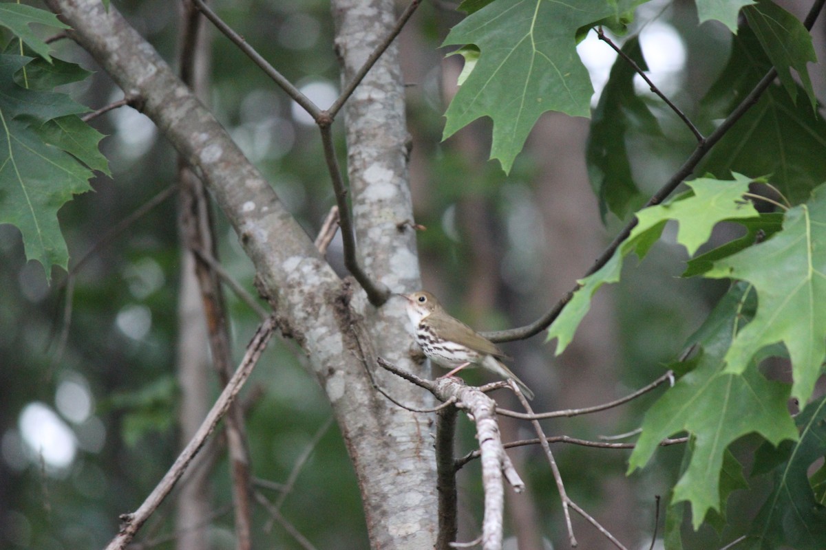 Ovenbird - ML659005520