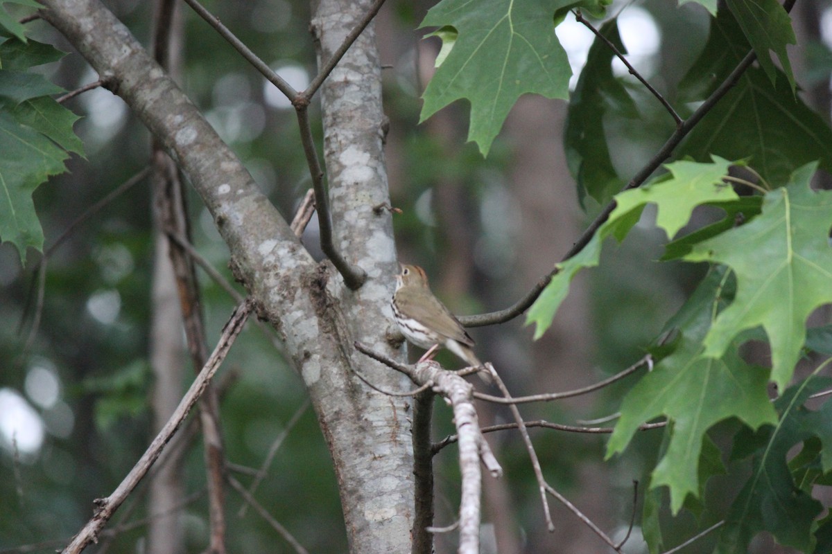 Ovenbird - ML659005524