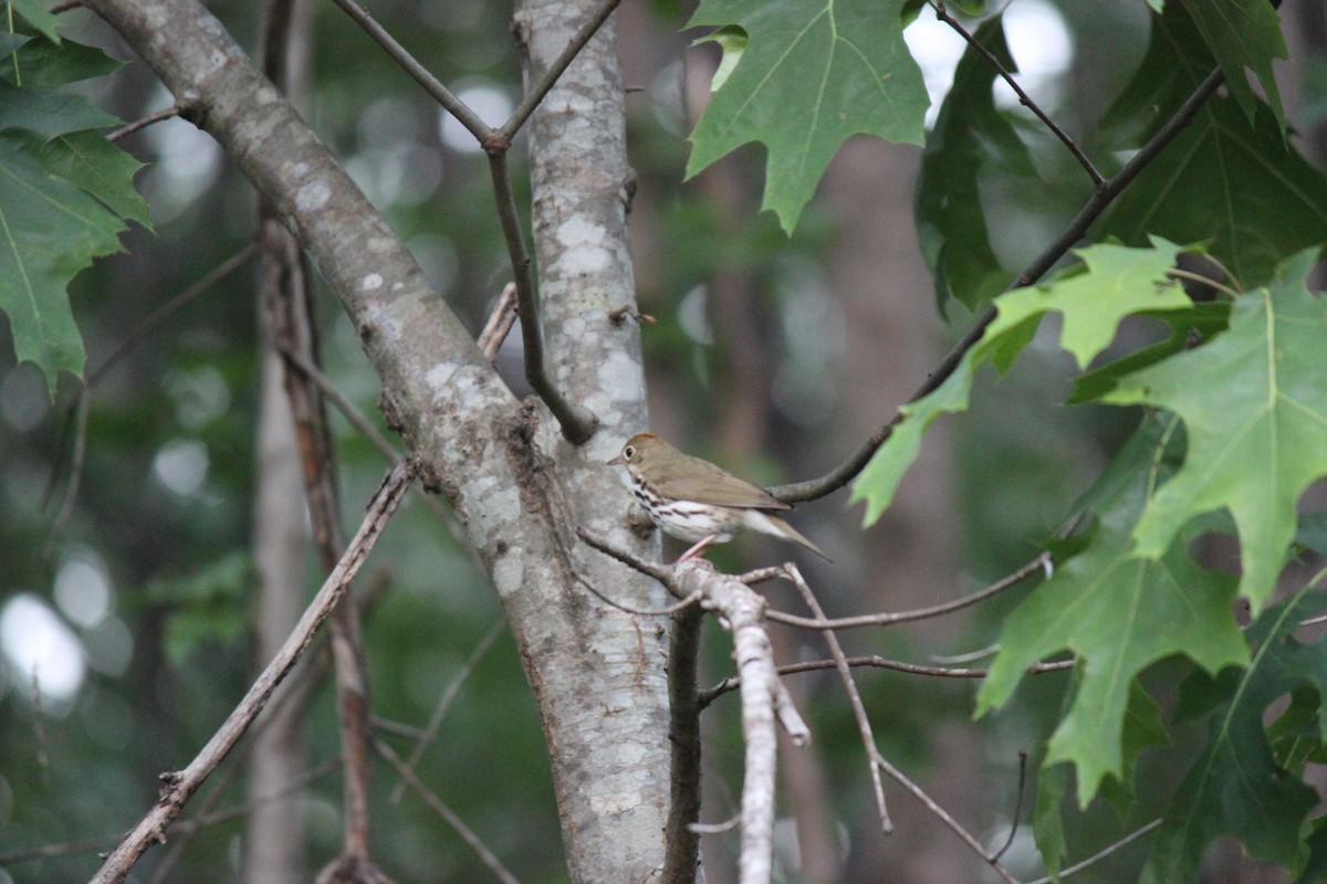 Ovenbird - ML659005527