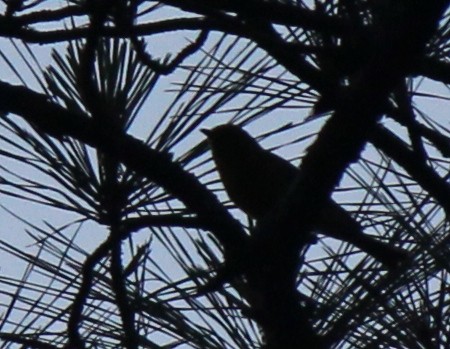 Pine Warbler - ML659005607