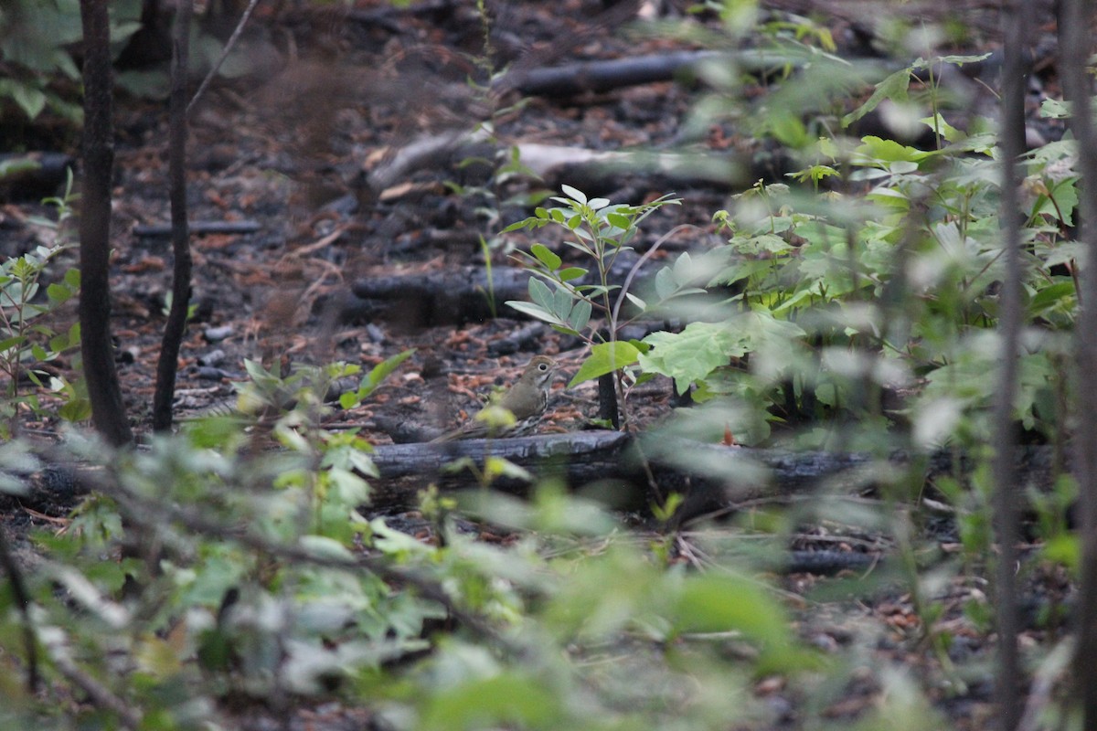 Ovenbird - ML659005638