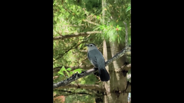 Katzenspottdrossel - ML659005654