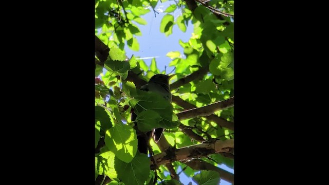 Katzenspottdrossel - ML659005659