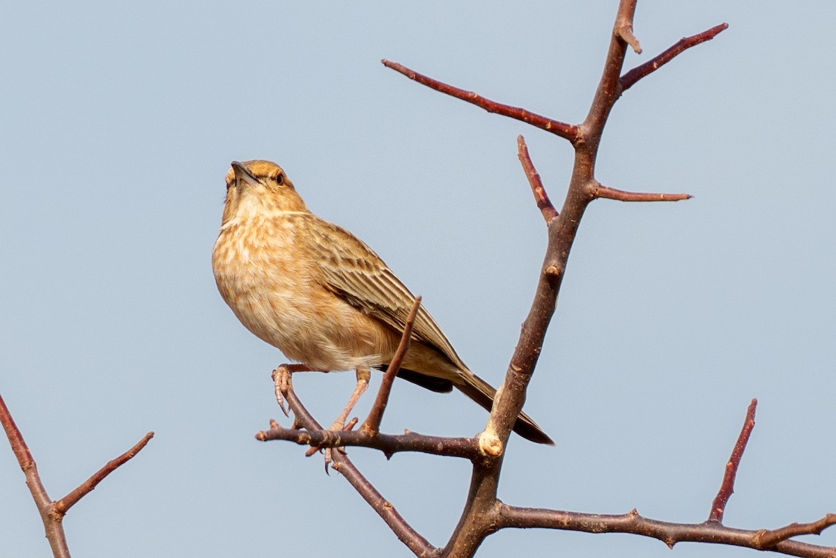 Pink-breasted Lark - ML659005788