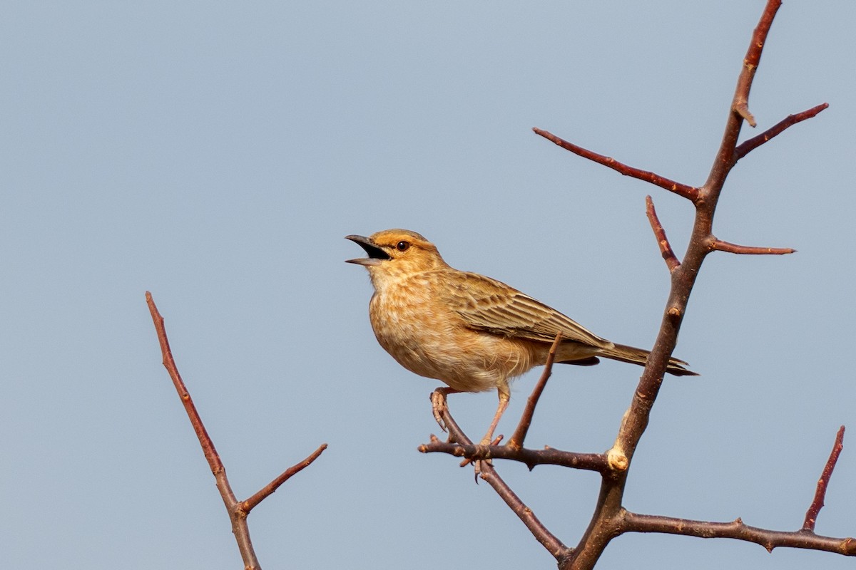 Pink-breasted Lark - ML659005789