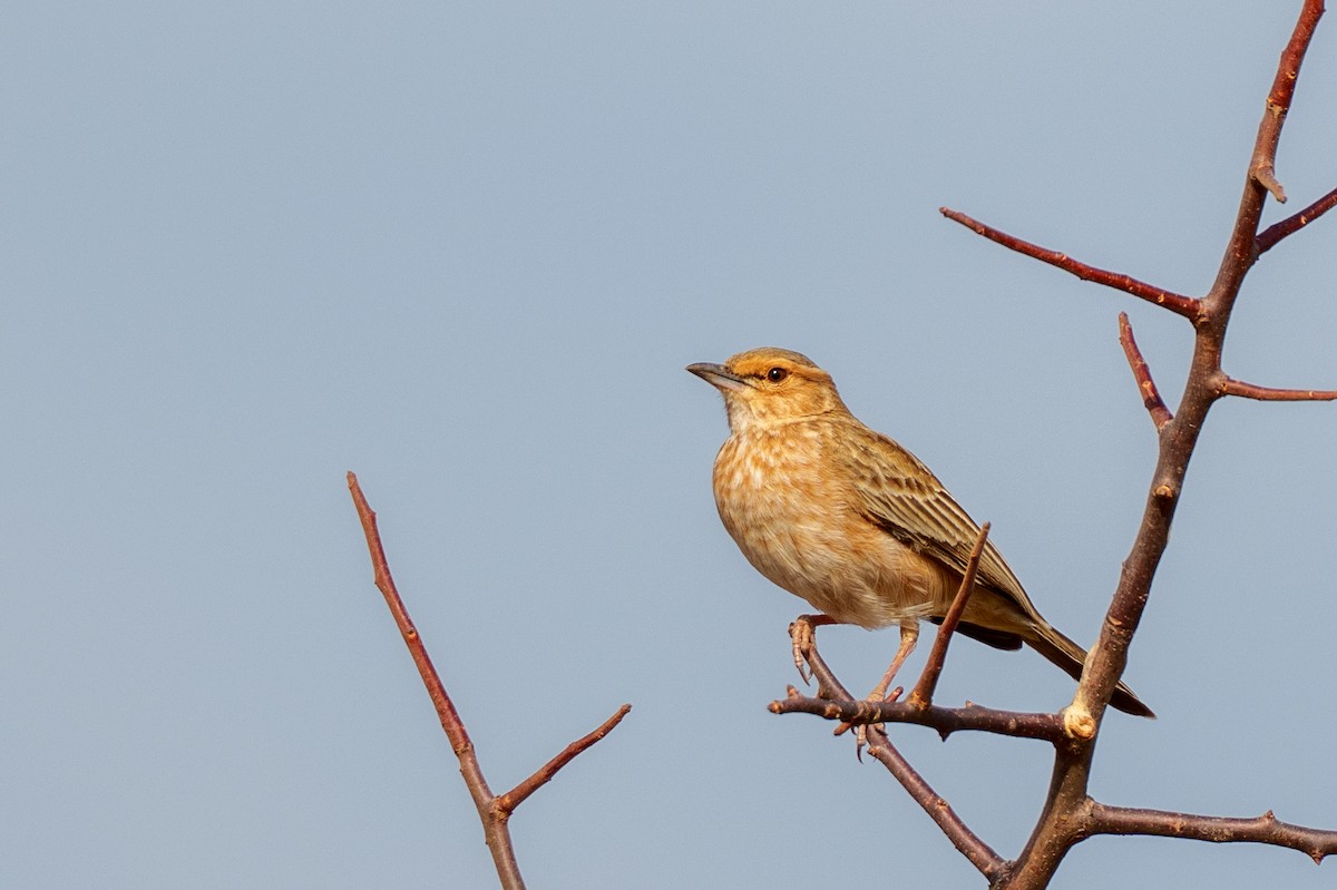 Pink-breasted Lark - ML659005790