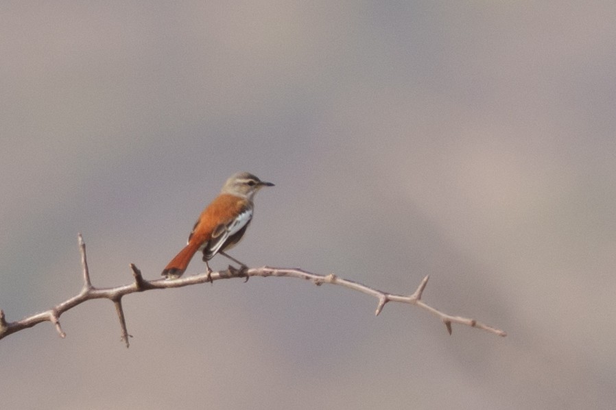 White-browed Scrub-Robin - ML659005807