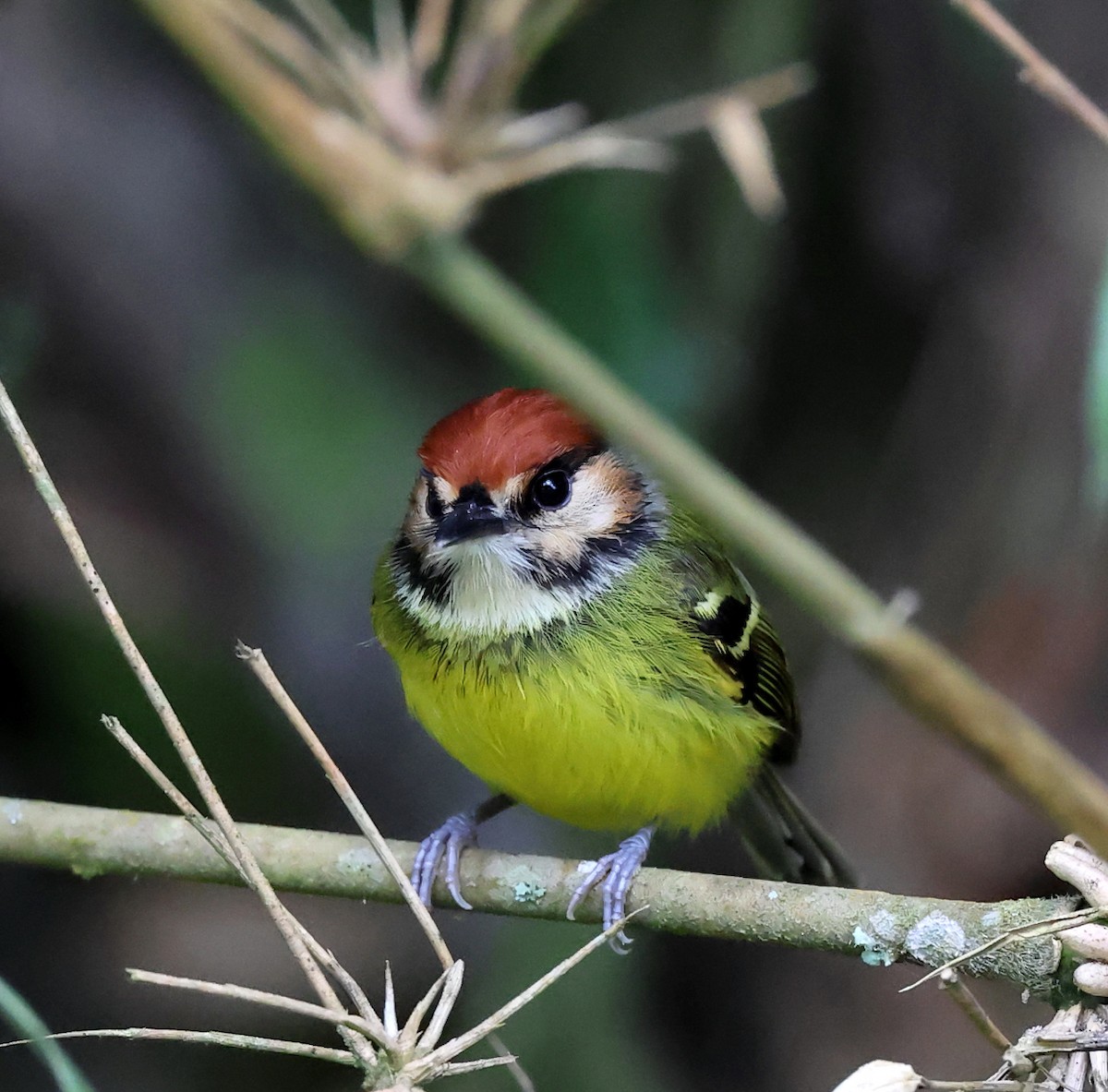 Rufous-crowned Tody-Flycatcher - ML659006038