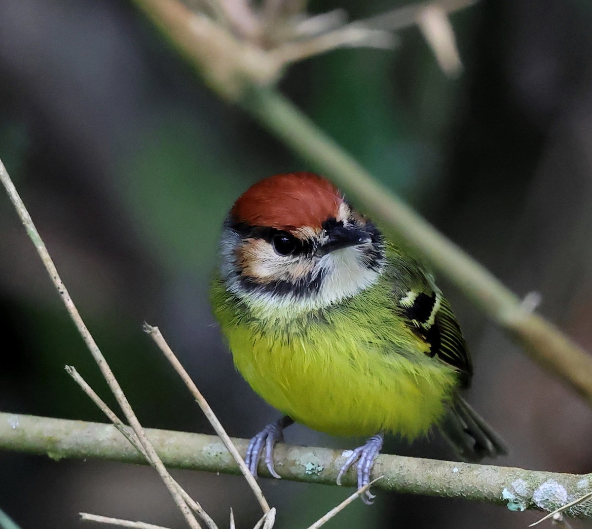 Rufous-crowned Tody-Flycatcher - ML659006039