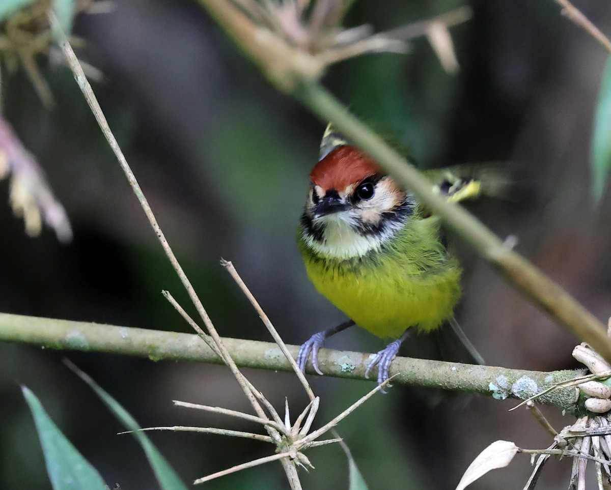 Rufous-crowned Tody-Flycatcher - ML659006041
