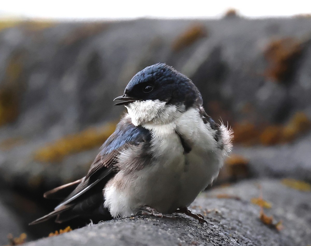 Blue-and-white Swallow - ML659006070