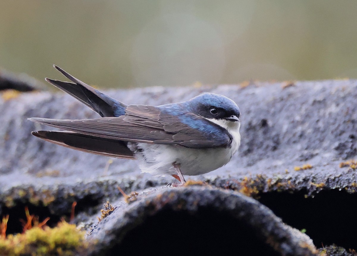 Blue-and-white Swallow - ML659006071